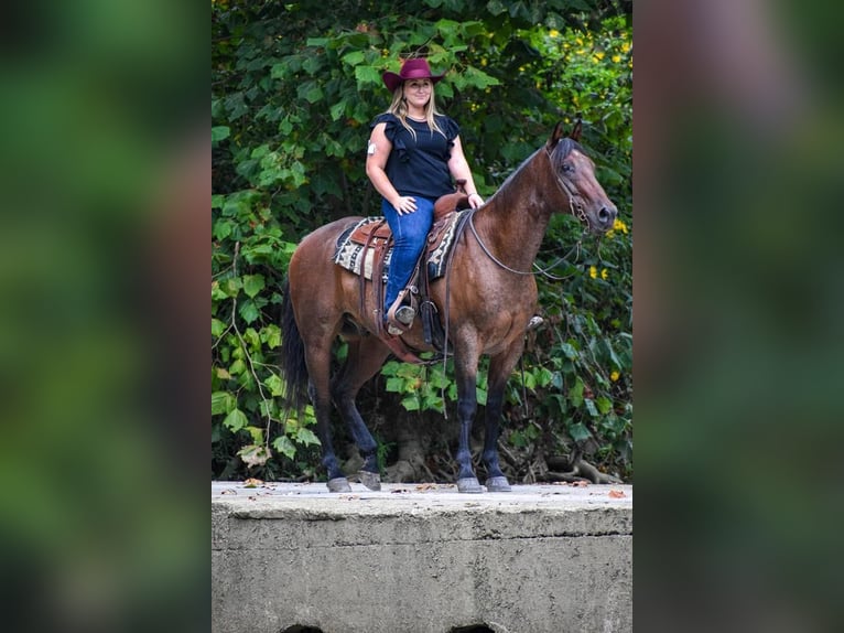 American Quarter Horse Gelding 11 years 15,1 hh Roan-Bay in London, KY