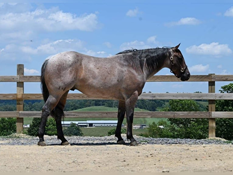 American Quarter Horse Gelding 11 years 15,1 hh Roan-Bay in Millersburg OH