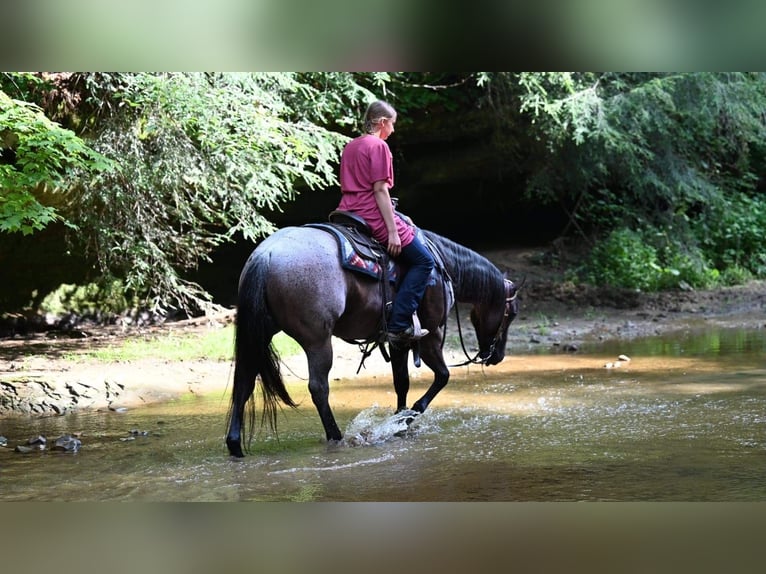 American Quarter Horse Gelding 11 years 15,1 hh Roan-Bay in Millersburg OH