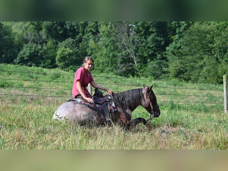 American Quarter Horse Gelding 11 years 15,1 hh Roan-Bay in Millersburg OH