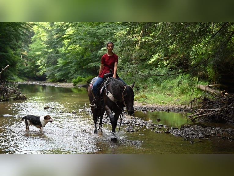 American Quarter Horse Gelding 11 years 15,1 hh Roan-Bay in Millersburg OH