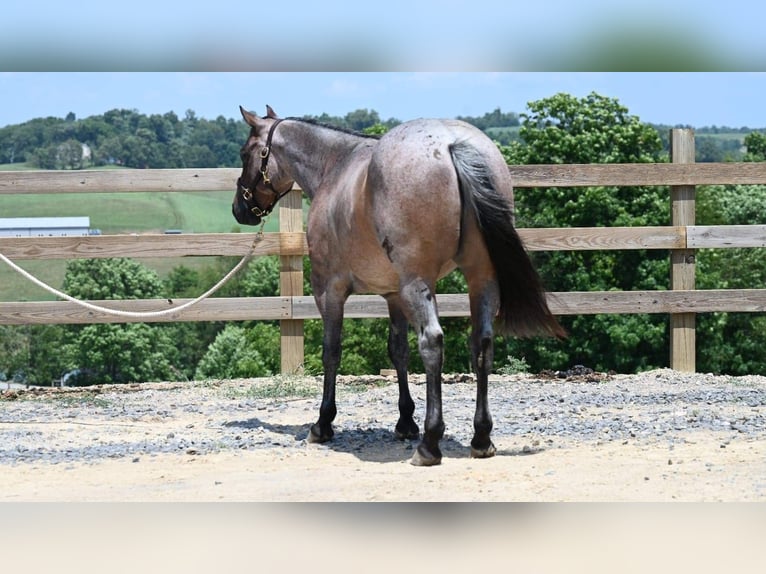 American Quarter Horse Gelding 11 years 15,1 hh Roan-Bay in Millersburg OH