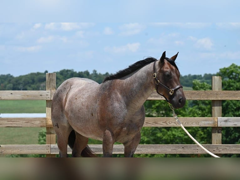 American Quarter Horse Gelding 11 years 15,1 hh Roan-Bay in Millersburg OH