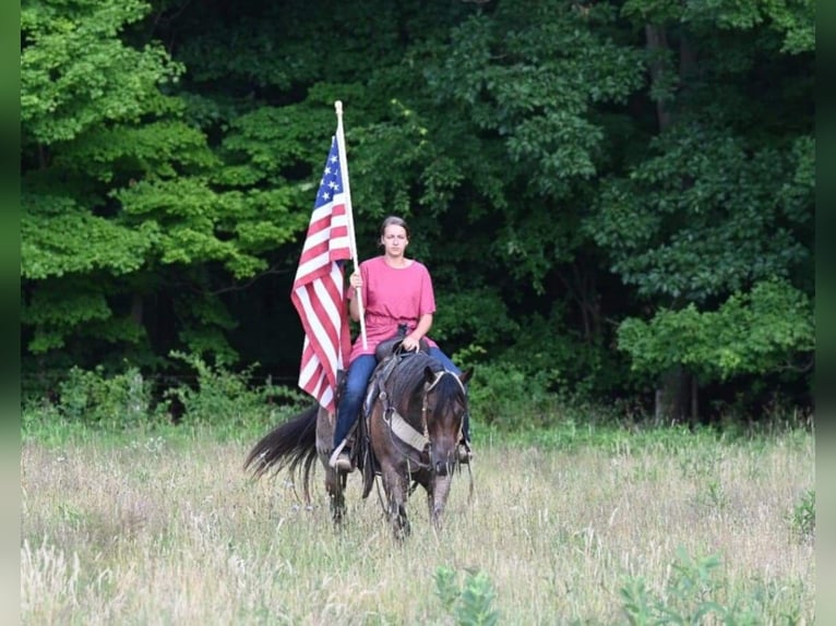 American Quarter Horse Gelding 11 years 15,1 hh Roan-Bay in Millersburg OH