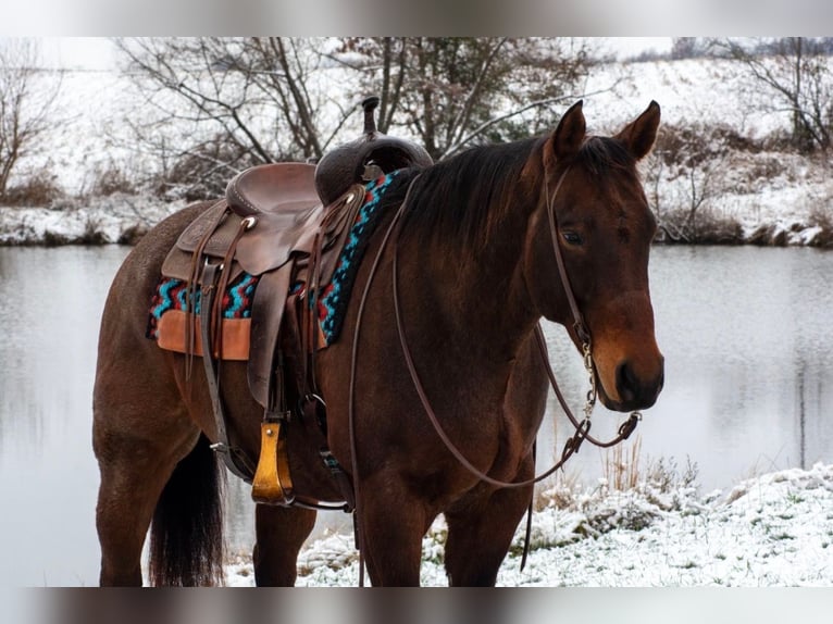 American Quarter Horse Gelding 11 years 15,1 hh Roan-Bay in Henderson