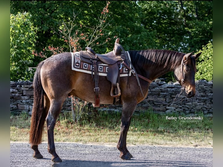 American Quarter Horse Gelding 11 years 15,1 hh Roan-Bay in Everett PA