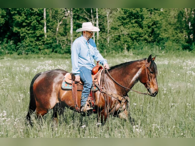 American Quarter Horse Gelding 11 years 15,1 hh Roan-Bay in Flemingsburgh KY