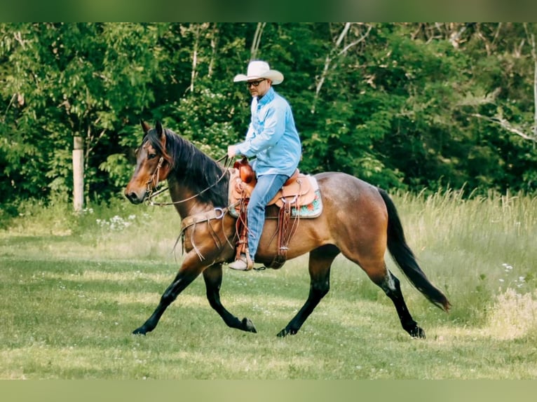 American Quarter Horse Gelding 11 years 15,1 hh Roan-Bay in Flemingsburgh KY