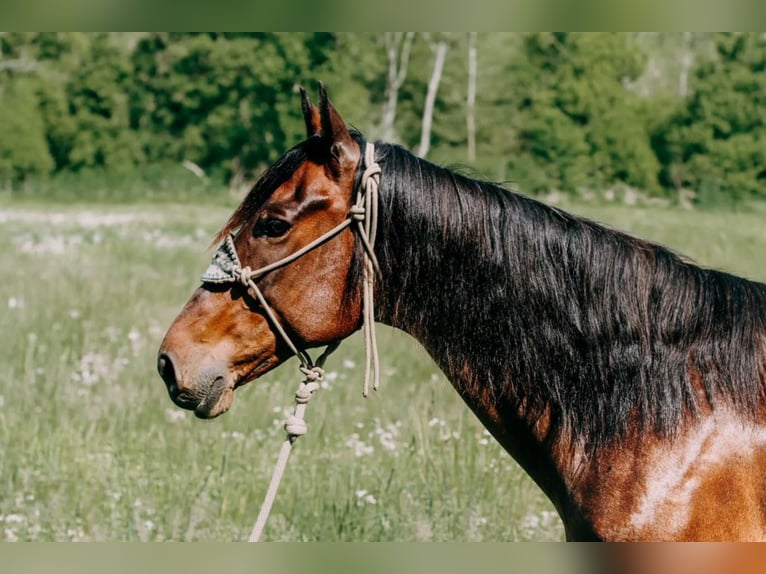 American Quarter Horse Gelding 11 years 15,1 hh Roan-Bay in Flemingsburgh KY