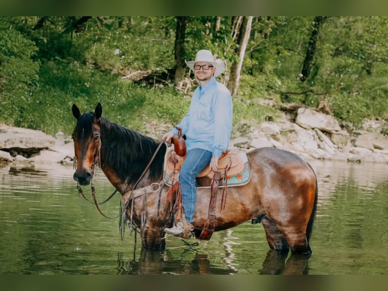 American Quarter Horse Gelding 11 years 15,1 hh Roan-Bay in Flemingsburgh KY