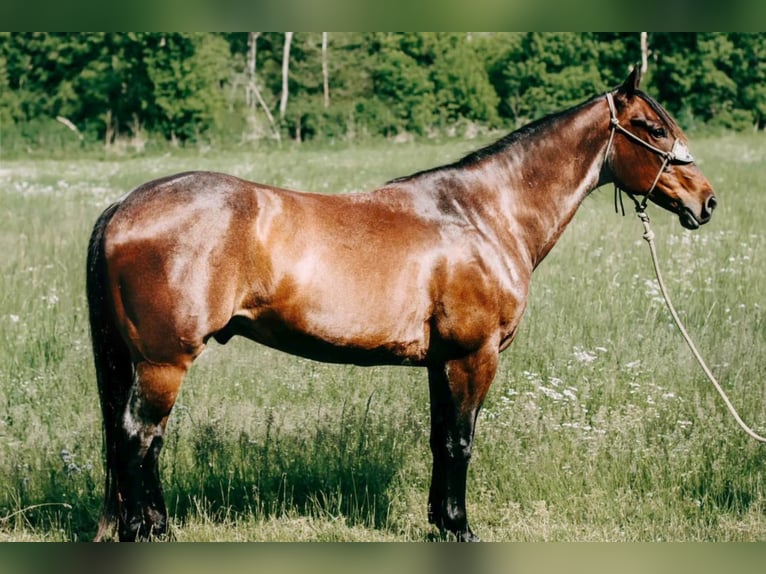 American Quarter Horse Gelding 11 years 15,1 hh Roan-Bay in Flemingsburgh KY