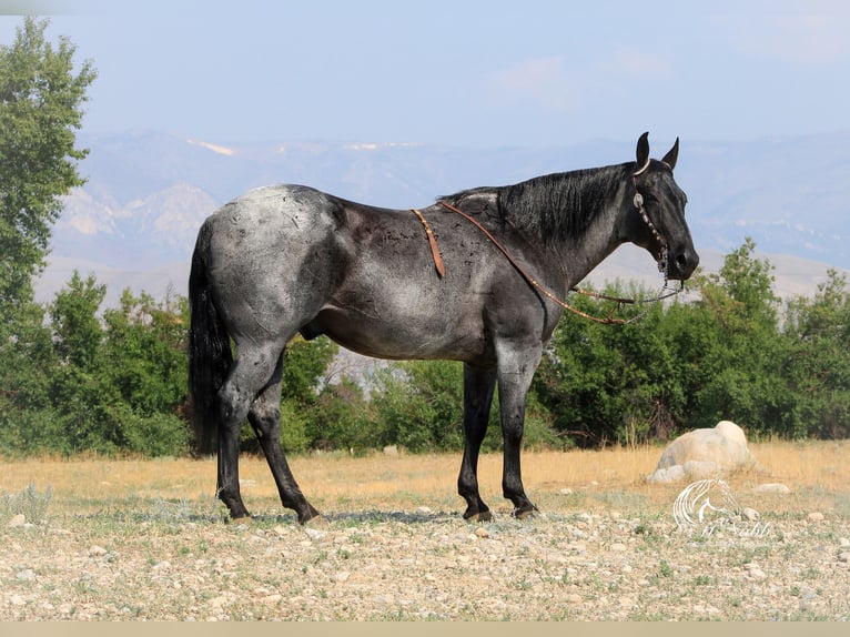 American Quarter Horse Gelding 11 years 15,1 hh Roan-Blue in Cody