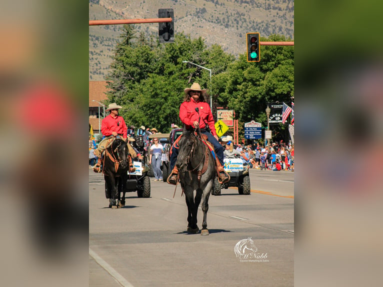 American Quarter Horse Gelding 11 years 15,1 hh Roan-Blue in Cody