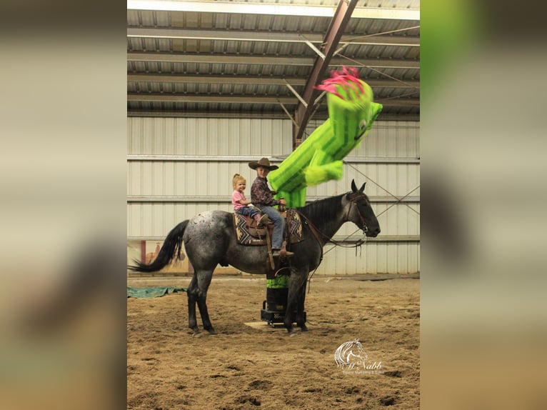 American Quarter Horse Gelding 11 years 15,1 hh Roan-Blue in Cody