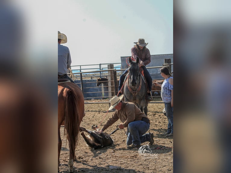 American Quarter Horse Gelding 11 years 15,1 hh Roan-Blue in Cody