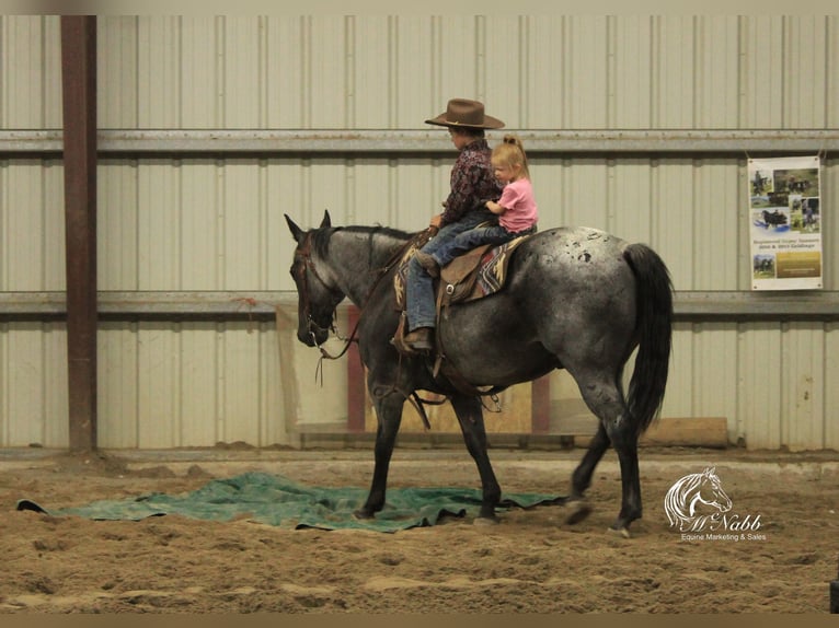 American Quarter Horse Gelding 11 years 15,1 hh Roan-Blue in Cody