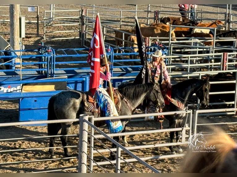 American Quarter Horse Gelding 11 years 15,1 hh Roan-Blue in Cody