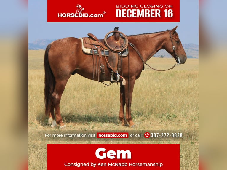 American Quarter Horse Gelding 11 years 15,1 hh Roan-Red in Lovell