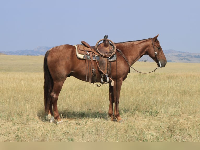 American Quarter Horse Gelding 11 years 15,1 hh Roan-Red in Lovell