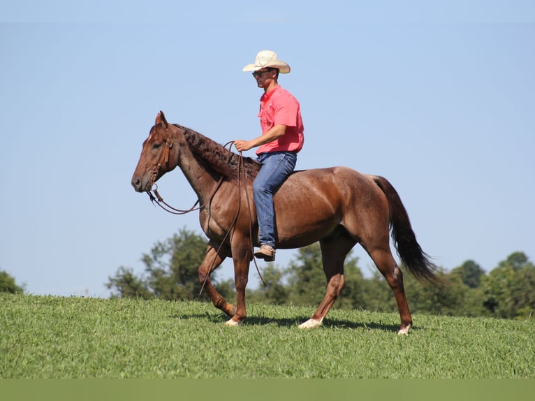 American Quarter Horse Gelding 11 years 15,1 hh Roan-Red in Brodhead, KY