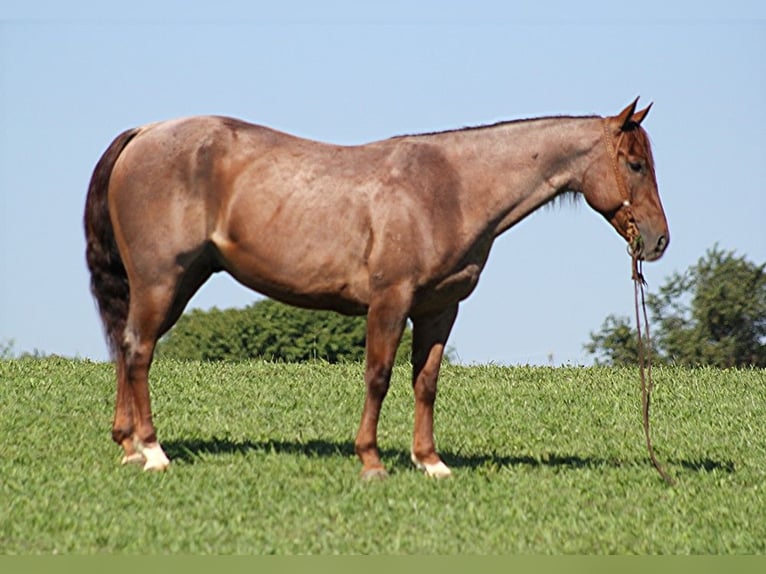 American Quarter Horse Gelding 11 years 15,1 hh Roan-Red in Brodhead, KY