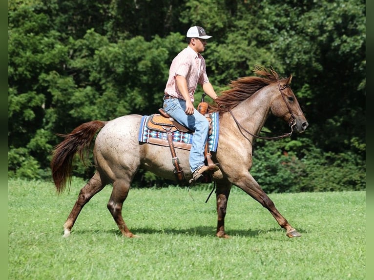 American Quarter Horse Gelding 11 years 15,1 hh Roan-Red in Mount Vernon, KY