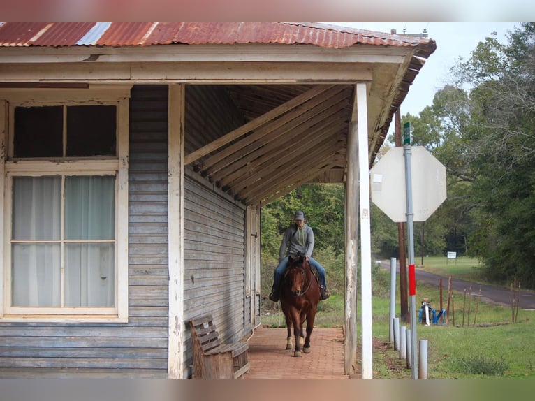 American Quarter Horse Gelding 11 years 15,1 hh Sorrel in RUSK TX