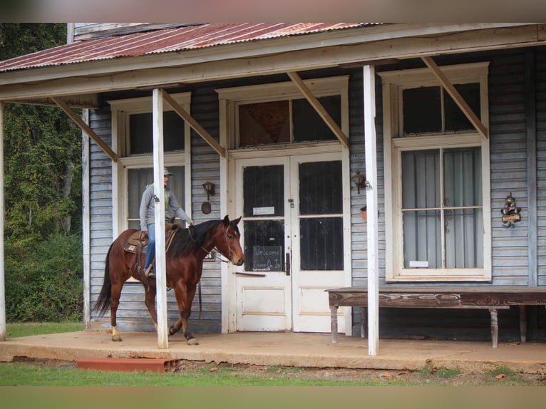 American Quarter Horse Gelding 11 years 15,1 hh Sorrel in RUSK TX