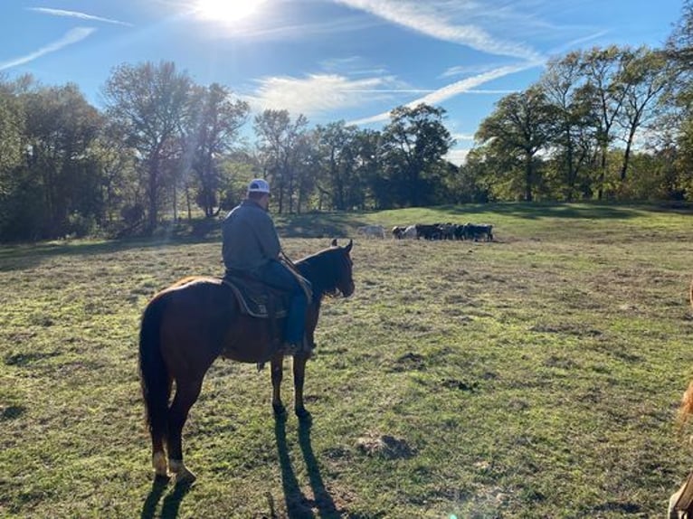 American Quarter Horse Gelding 11 years 15,1 hh Sorrel in RUSK TX