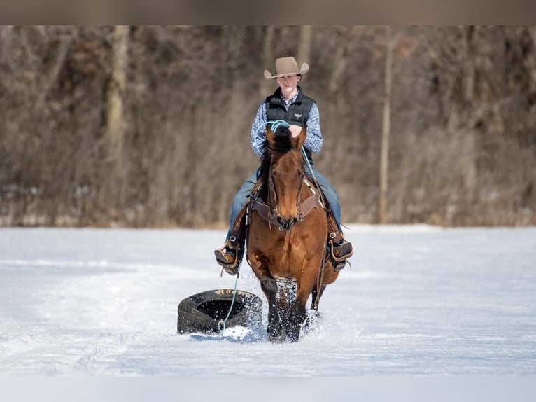American Quarter Horse Gelding 11 years 15,2 hh Bay in Boyceville, WI