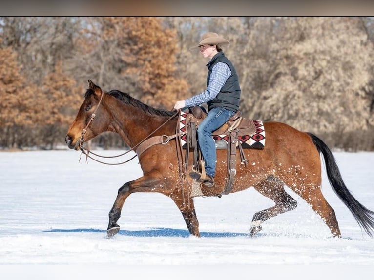 American Quarter Horse Gelding 11 years 15,2 hh Bay in Boyceville, WI