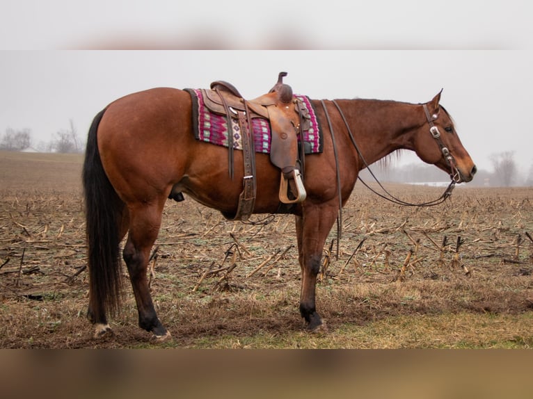 American Quarter Horse Gelding 11 years 15,2 hh Bay in Dundee