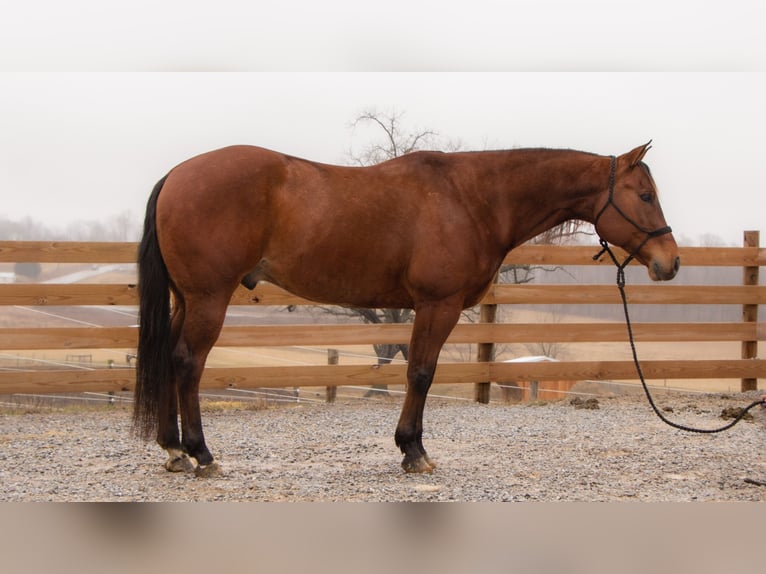 American Quarter Horse Gelding 11 years 15,2 hh Bay in Dundee