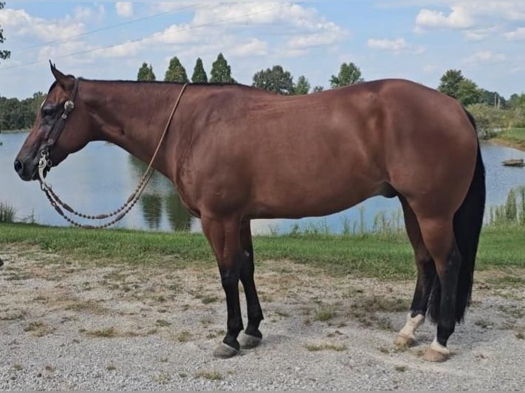 American Quarter Horse Gelding 11 years 15,2 hh Bay in Robards, KY
