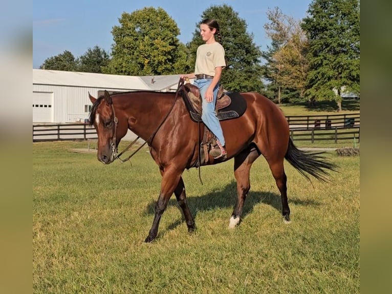 American Quarter Horse Gelding 11 years 15,2 hh Bay in Robards, KY