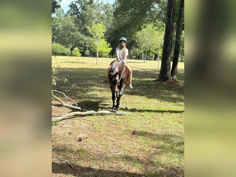 American Quarter Horse Gelding 11 years 15,2 hh Bay in Dawson GA