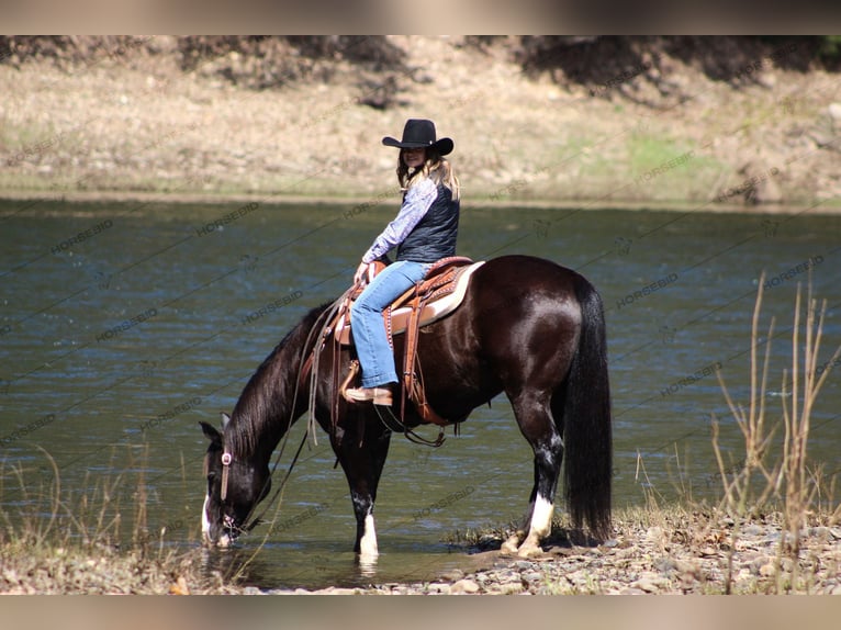 American Quarter Horse Gelding 11 years 15,2 hh Black in Clarion