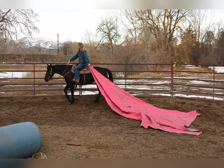 American Quarter Horse Gelding 11 years 15,2 hh Black in Fort Collins, CO