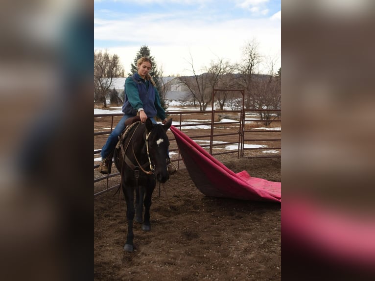 American Quarter Horse Gelding 11 years 15,2 hh Black in Fort Collins, CO