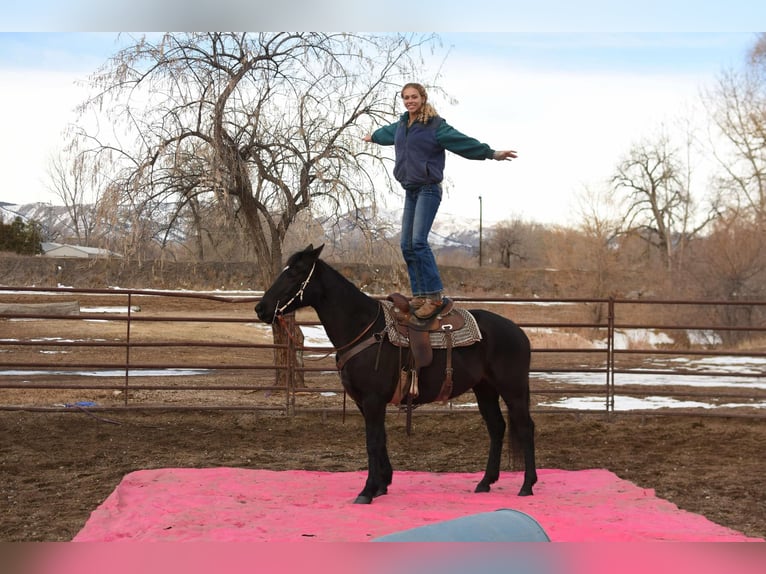 American Quarter Horse Gelding 11 years 15,2 hh Black in Fort Collins, CO