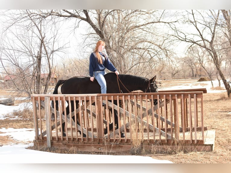 American Quarter Horse Gelding 11 years 15,2 hh Black in Fort Collins, CO