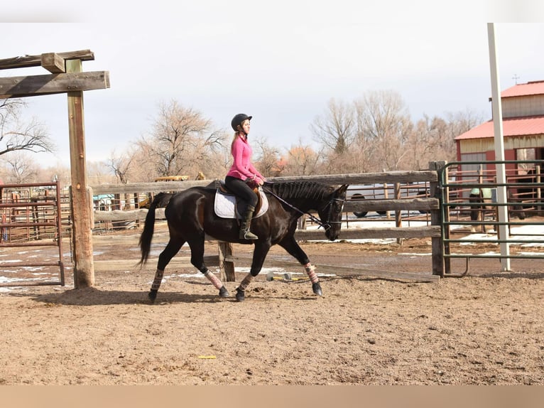 American Quarter Horse Gelding 11 years 15,2 hh Black in Fort Collins, CO