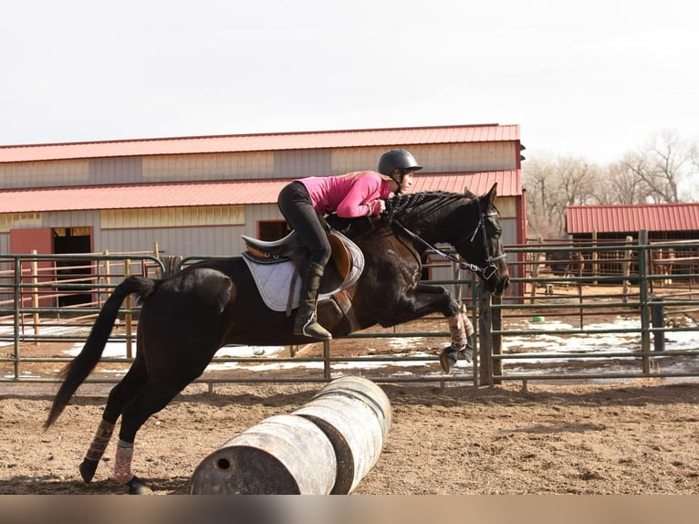 American Quarter Horse Gelding 11 years 15,2 hh Black in Fort Collins, CO