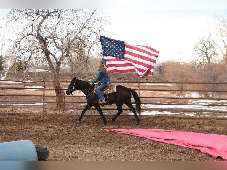 American Quarter Horse Gelding 11 years 15,2 hh Black in Fort Collins, CO