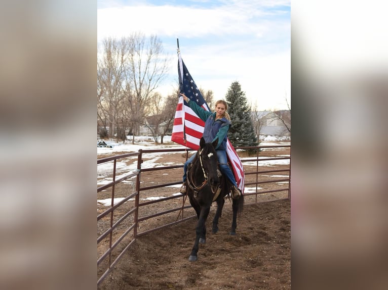 American Quarter Horse Gelding 11 years 15,2 hh Black in Fort Collins, CO