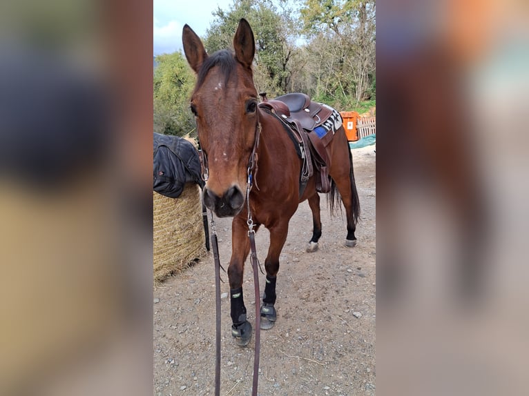 American Quarter Horse Gelding 11 years 15,2 hh Brown in Savona