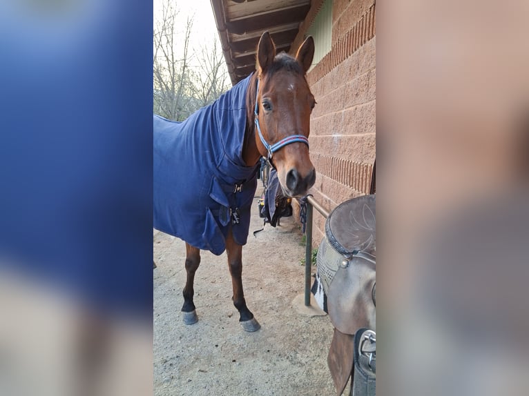 American Quarter Horse Gelding 11 years 15,2 hh Brown in Savona