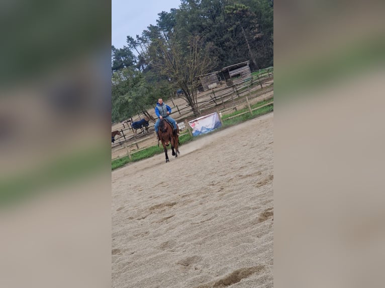 American Quarter Horse Gelding 11 years 15,2 hh Brown in Savona