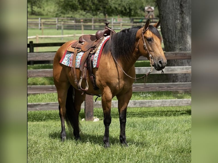 American Quarter Horse Gelding 11 years 15,2 hh Buckskin in Madisonville, KY