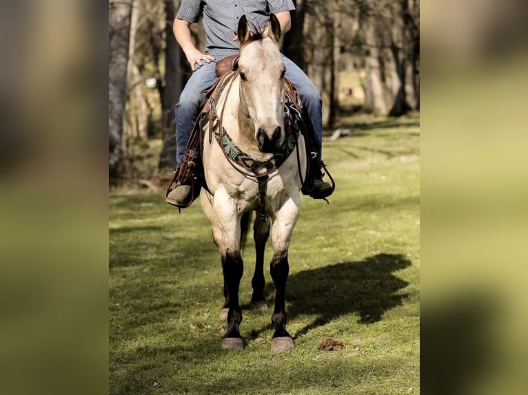 American Quarter Horse Gelding 11 years 15,2 hh Buckskin in SANTA FE, TN